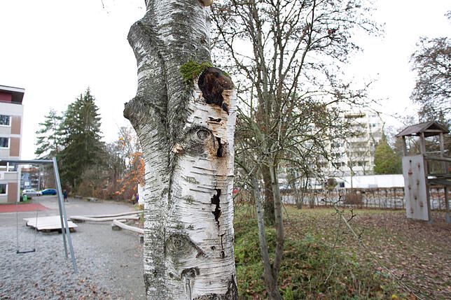 Bild 2: Im Herbst fallen die Blätter, ab Dezember die Bäume: In Konstanz werden in den kommenden Wochen über 50 Bäume gefällt