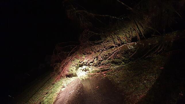 Unmgestürzter Baum in Rotzel.