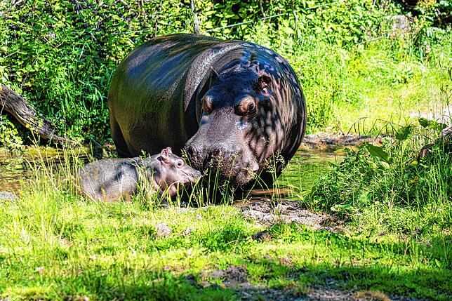 Bild 2: So niedlich: Flusspferd-Baby Serena entdeckt die Welt