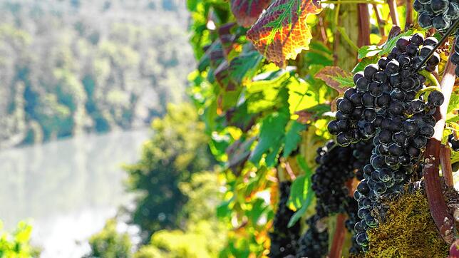 Im Weinberg von Böttstein sind pralle Trauben herangewachsen.