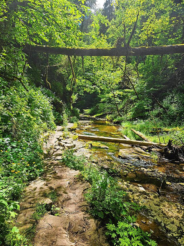 Dass die Gauchachschlucht so gut erschlossen ist, ist unter anderem auf den Schwarzwaldverein Donaueschingen zurückzuführen (Archivbild).