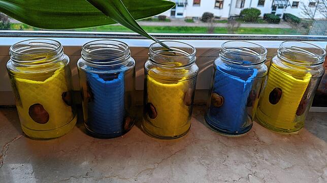 Die Bohnen stehen jeden Tag unter Beobachtung: Wann geht es endlich ans Einpflanzen in selbstgemachte Blumenkästen?