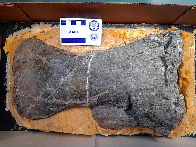 Hier der Humerus – bei Dinosauriern der Oberarmknochen – des Fricker Plateosaurus.