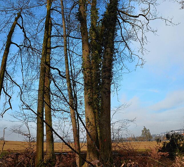 Die kranken Eschen des Gehau-Waldes stellen eine Gefahr für alle Spaziergänger dar.
