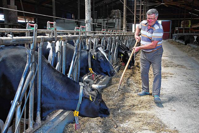 Der Duchtlinger Landwirt Peter Graf, im Bild beim Füttern der Milchkühe, zeigt sich auch als Kreis-Vorsitzender des Badischen ...