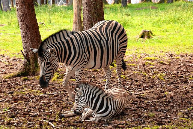 Warum haben Zebras Streifen? Weil diese eine besondere Funktion bei der Insektenabwehr haben, so Wissenschaftler. Auch Zebras sind in ...