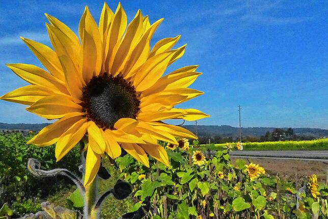 18. Oktober 2021: Noch einmal schickt die Sonnenblume vor strahlend blauem Himmel in Hohentengen einen Gruß.