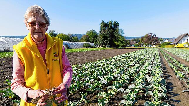 Regina Duventäster-Maier zeigt eine vom Starkregen in Mitleidenschaft gezogene Blumenkohlpflanze. Das gesamte Feld im Hintergrund hat ...