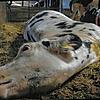 Das Bild einer kranken Kuh ist laut des Tierschutzvereins &bdquo;Soko Tierschutz&ldquo; in dem Stall in Bad Grönenbach entstanden.