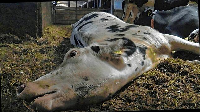 Das Bild einer kranken Kuh ist laut des Tierschutzvereins &bdquo;Soko Tierschutz&ldquo; in dem Stall in Bad Grönenbach entstanden.