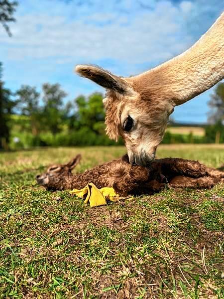 Die Alpaka Mutter Klara kümmert sich nach der Geburt liebevoll um ihr Cria.
