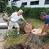 Minigolfbetreiber Cataldo Tarantino (links) und Rolf Geiger, der frühere Chef der Stadtgärtnerei Überlingen, begutachten den Baum.