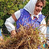 Oberschnitterin Ingrid Müller nimmt mit der Sichel die geschnittenen Garben vom Feld auf.