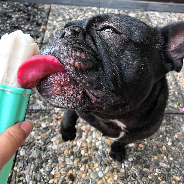 Die französische Bulldogge Dina schleckt an einem selbst gemachten Eis aus Magerquark und frischer Banane. Gerade auf Hunde mit kurzer ...