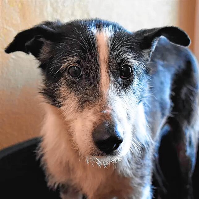 Lissy ist eine kastrierte Mischlingshündin. Sie wurde am 1. März 2013 geboren. Sie ist anfangs schüchtern, fasst aber nach und nach ...