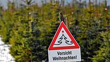 Weihnachtsbäume sehen schön aus, riechen gut und lassen sich nach dem Fest noch vielseitig verwenden.