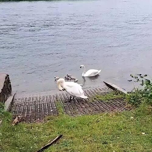 Schwäne in Obersäckingen