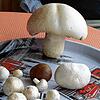 Neben dem großen Champignon sehen seine normal gewachsenen Artgenossen aus wie kleine Tischtennisbälle.