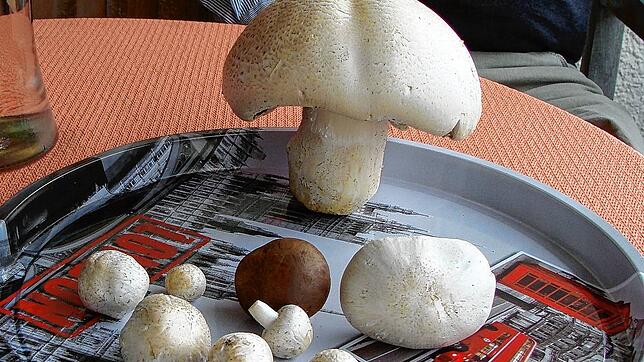 Neben dem großen Champignon sehen seine normal gewachsenen Artgenossen aus wie kleine Tischtennisbälle.