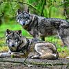 Zwei Wölfe sind in einem Gehege in einem Wildpark zu sehen. In der Schweiz gibt es mehrere Rudel &ndash; viele davon werden nun bejagt.