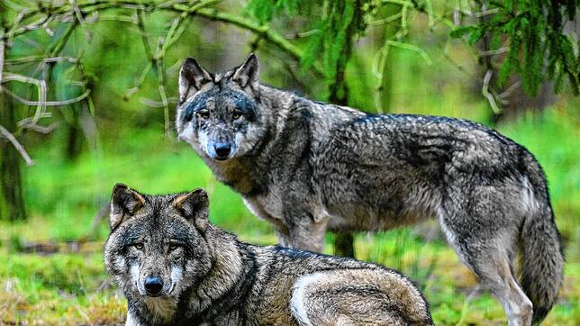 Zwei Wölfe sind in einem Gehege in einem Wildpark zu sehen. In der Schweiz gibt es mehrere Rudel &ndash; viele davon werden nun bejagt.