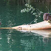 Weiter vermehrt haben sich die Biber an der Aare.