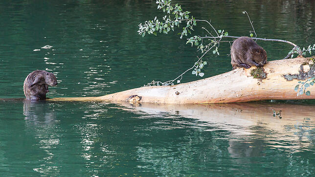 Weiter vermehrt haben sich die Biber an der Aare.