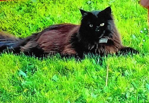 Kater Salem auf dem Flugblatt, mit dem Davide Martello das Tier sucht.