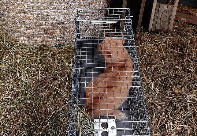 Mit der Lebendfalle leisten die Pferdehofbetreiber einen großen Beitrag zum Tierschutz. Damit werden wilde Katzen eingefangen, um sie zu ...
