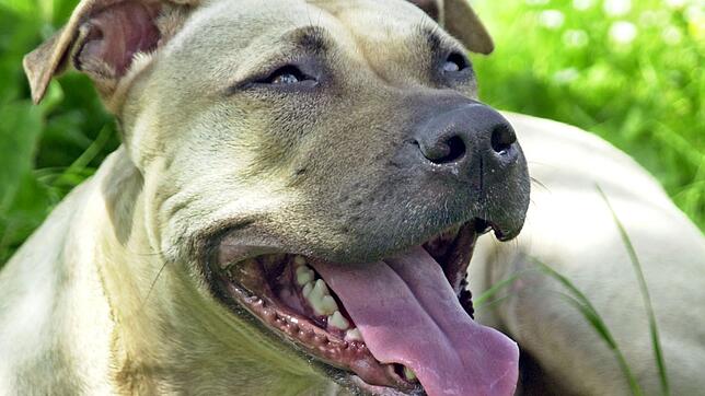 Ein Hund hat einen Mann angegriffen und lebensgefährlich verletzt. (Symbolbild)