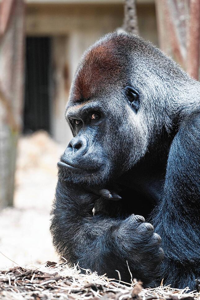 M‘Tongé war seit 2014 sozialer Mittelpunkt der Gorilla-Gruppe im Basler Zoo.