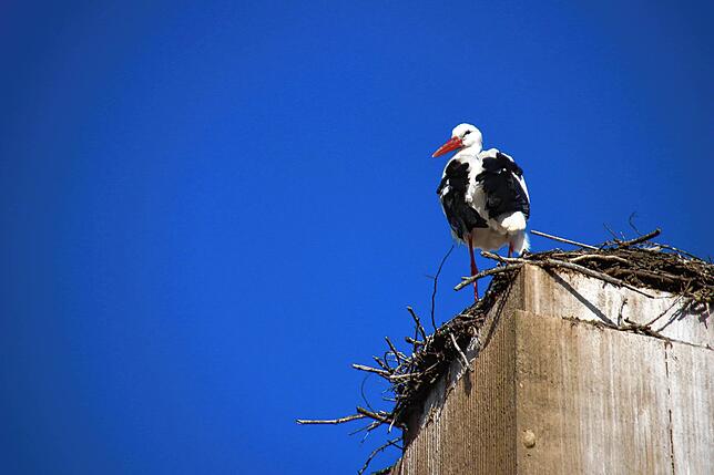 Bild 9: Traute Zweisamkeit: Die Störche Hans und Nelli II sind wieder in ihr Nest in der Oberstadt zurückgekehrt