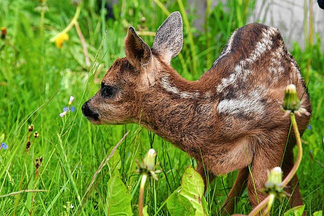 Ein Rehkitz – hier auf einem Archivbild – steht in einer Wiese. Weil die Tiere bei Gefahr regungslos verharren, sind ...