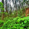 Der Schwarzwald bei Villingen im Frühsommer 2021. Ein Dunkelwald ist das jedenfalls nicht.  Bild: Norbert Trippl