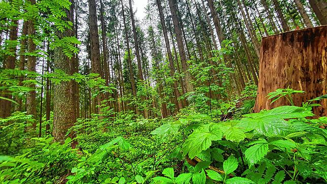 Der Schwarzwald bei Villingen im Frühsommer 2021. Ein Dunkelwald ist das jedenfalls nicht.  Bild: Norbert Trippl