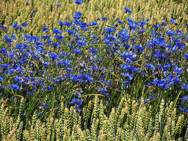 Auch Kornblumen erfreuen auf dieser vierstündigen Tour das Auge der Wanderer.
