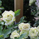 "Lovely Green" blüht von Juni bis September und überrascht mit grünlich schimmernden Blüten.