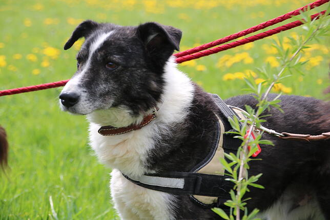 Nach und nach werden die Hunde fotografiert und auf der Internetseite des Tierheims vorgestellt. Hier geben die Mitarbeiter eine kurze ...