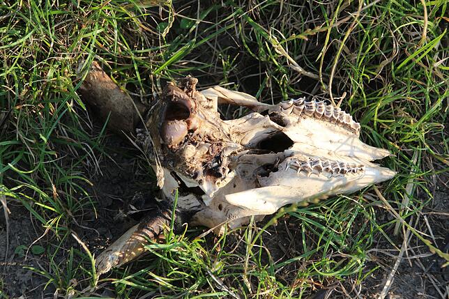 Laut Veterinäramt gehört der Schädel zu einem kleinen Wiederkäuer, vermutlich zu einer Ziege oder einem Schaf.