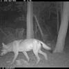 Eine Wildtierkamera der Forstlichen Versuchs- und Forschungsanstalt Baden-Württemberg (FVA) fotografiert am 11. August 2024 gegen 4.30 ...
