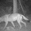 Eine Wildtierkamera der Forstlichen Versuchs- und Forschungsanstalt Baden-Württemberg (FVA) fotografiert am 11. August 2024 gegen 4.30 ...