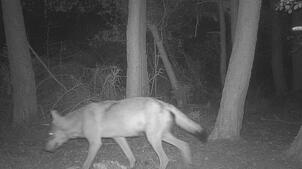 Eine Wildtierkamera der Forstlichen Versuchs- und Forschungsanstalt Baden-Württemberg (FVA) fotografiert am 11. August 2024 gegen 4.30 ...