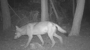 Eine Wildtierkamera der Forstlichen Versuchs- und Forschungsanstalt Baden-Württemberg (FVA) fotografiert am 11. August 2024 gegen 4.30 ...