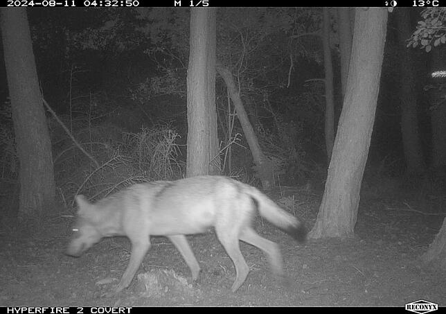 Eine Wildtierkamera der Forstlichen Versuchs- und Forschungsanstalt Baden-Württemberg (FVA) fotografiert am 11. August 2024 gegen 4.30 ...