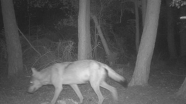 Eine Wildtierkamera der Forstlichen Versuchs- und Forschungsanstalt Baden-Württemberg (FVA) fotografiert am 11. August 2024 gegen 4.30 ...