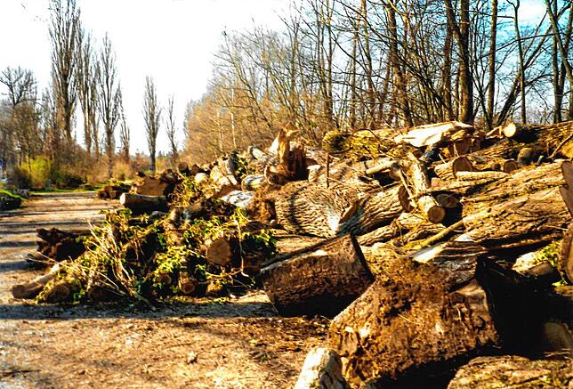 Bergeweise stapelte sich nach dem Sturm das Holz der beschädigten Bäume.