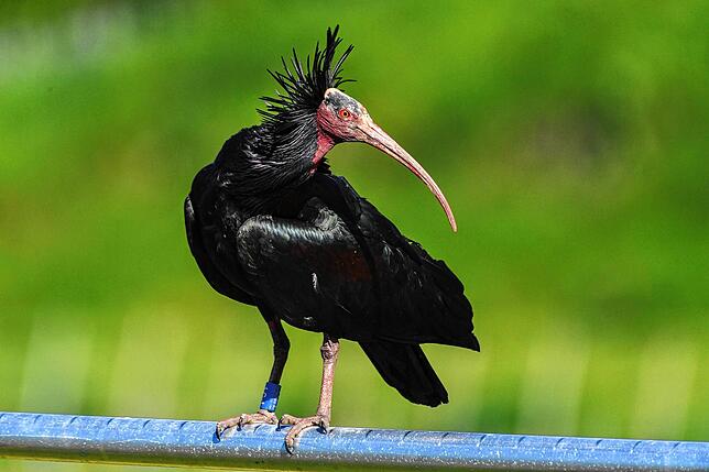 Ein Waldrapp steht auf einer Stange vor der Brutwand.