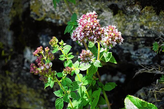Der Dost ist die wilde Form des Oregano. Er schmeckt frisch und getrocknet in mediterranen Gerichten.