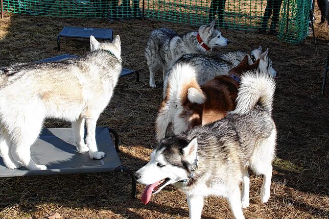 Bild 4: Bilder vom Husky-Camp und Huskyfiebermarkt in Todtmoos