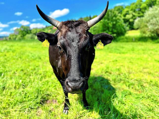 Wagyu-Kuh Mitsa auf der Weide der Familie Haas in Brigach. Die Tiere gelten als gutmütig – und sind neugierig, wenn Besuch kommt.